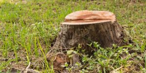 Reasons Why You Should Remove A Rotting Tree Stump