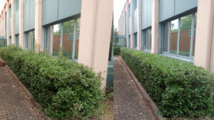 Hedge before and after