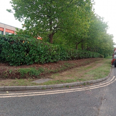 trimmed hedge before