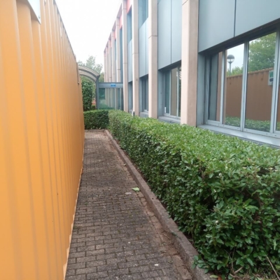 Hedge next to yellow container