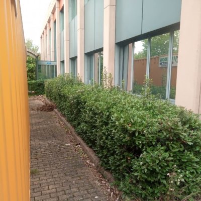 Hedge before trimming next to yellow container